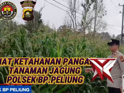GIAT PENGECEKAN TANAMAN JAGUNG POLSEK BP PELIUNG