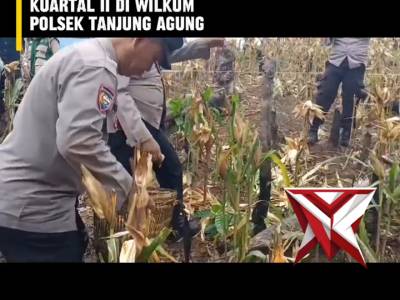 AJ 7. ? Panen Raya Jagung Serentak Kuartal II ?
