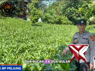 Giat pengecekan ketahanan pangan tanaman jagung polsek bp peliung - PoliceTube