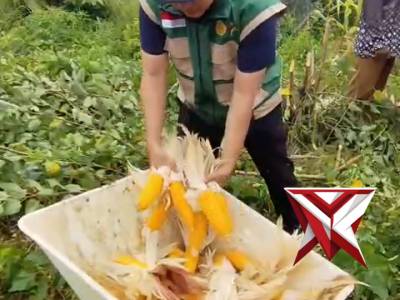Panen Jagung di wilayah Babat Toman..
