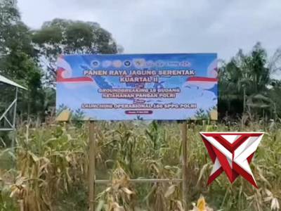 Panen Raya Jagung Pipil Polsek Dumai Timur