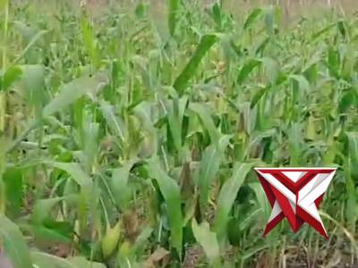 Bhabinkamtibmas Bripka Azhari  Melakukan pengecekan Tanaman Jagung