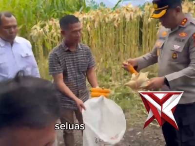 Polres Kerinci Gelar Panen Raya Jagung Serentak di 3 Polsek