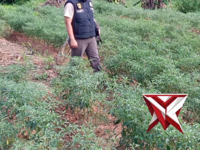 Polsek Jejawi giat sambang cek ketahanan pangan pekarangan milik warga Kec.Jejawi Kab.OKI