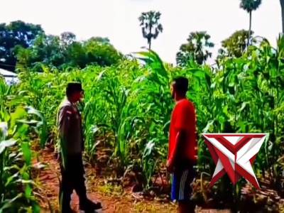 Bhabinkamtibmas polsek kisar laksanakan peninjauan lahan ketahanan pangan warga