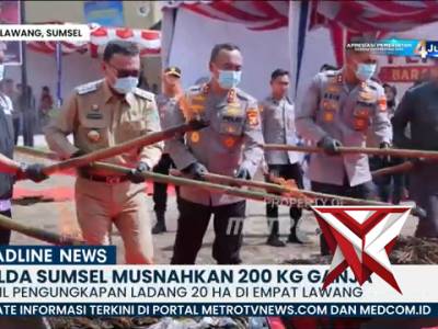 pemusnahan daun ganja sebanyak 200 kg