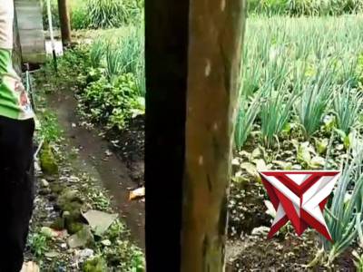 Bhabinkamtibmas desa Bendosari sambang petani jagung