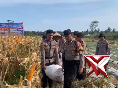 PANEN RAYA JAGUNG SERENTAK POLRES PURWOREJO
