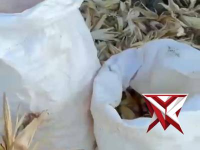 Polsek Teluk Segara Panen Jagung Dukung Program Swasembada Pangan 2026
