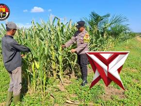 pengecekan ketahanan pangan polsek bagan sinembah