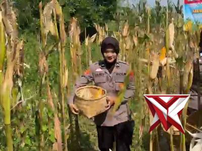 ? PANEN RAYA JAGUNG SERENTAK KUARTAL II 2026 ?

Semangat mendukung program ketahanan pangan