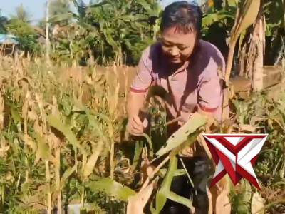Polsek Ratu Agung Laksanakan Gotong Royong di Lahan Jagung Polsek Ratu Agung Kuartal III Tahun 2026 - PoliceTube