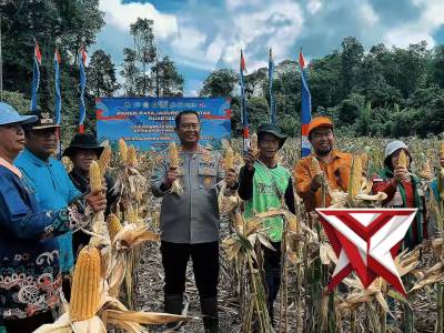 panen raya jagung kuartal II tahun 2026