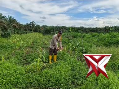 polsek pujud cek perkembangan lahan ketapang