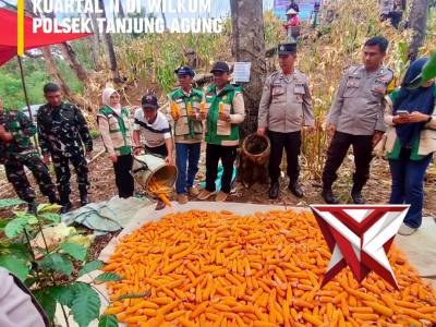 AS 4. ? Panen Raya Jagung Serentak Kuartal II ?