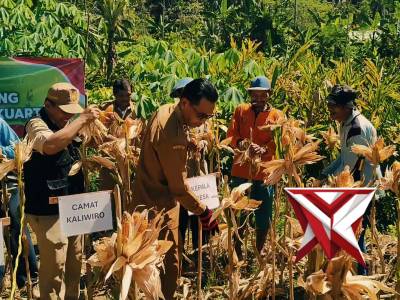 Panen Jagung Poktan Mitra Tani Desa Pesodongan