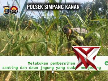 ketahanan pangan polsek simpang kanan - PoliceTube