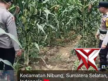 Kapolsek Nibung cek lahan jagung yang sudah mau di panen