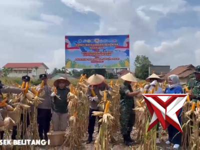 Panen Jagung Serentak Kuartal II di Polsek Belitang I