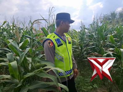 PATROLI POLSEK BELITANG II