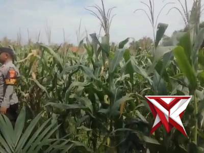 KA SPK 2 POLSEK BELITANG II AIPTU MADE SUDARSA CEK LAHAN KETAHANAN PANGAN - PoliceTube