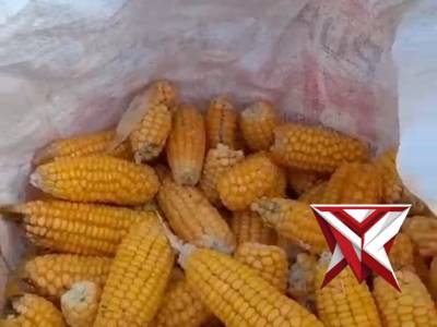 Polsek Teluk Segara Panen Jagung Dukung Program Swasembada Pangan 2026