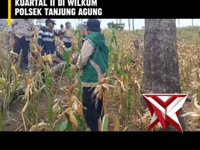 BDS 7. ? Panen Raya Jagung Serentak Kuartal II ?