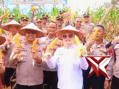 Panen raya jagung