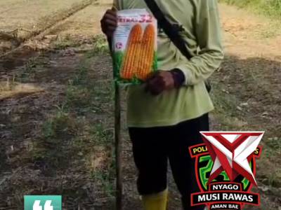 Testimoni petani jagung ,kec.purwodadi
