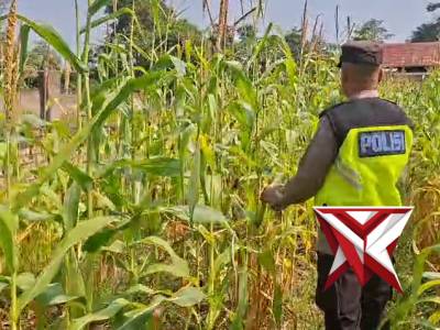 PATROLI POLSEK BELITANG II