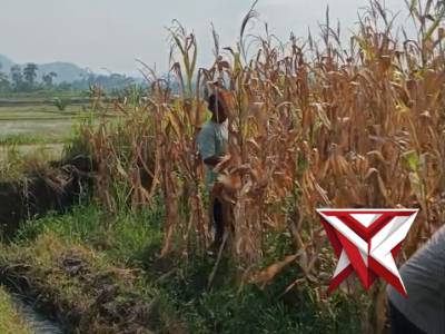 @ev3a_ Panen Jagung
