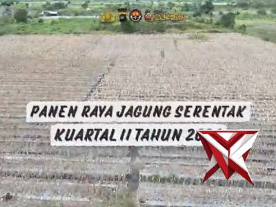 Tak Hanya Sukses Panen 14 Ton Jagung Di Kuartal II 2026, Kelompok Bina Tani Binaan Polres Beltim Jug