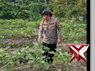 Monitoring Ketahanan Pangan Polsek Pkl. Kerinci