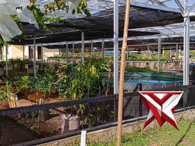 Mendukung program pemerintah polres kupang budidayakan bibit ikan gurami & ikan lele