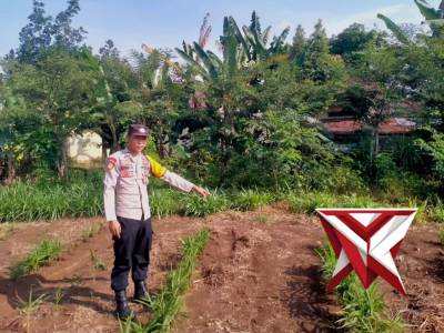 Pengecekan Perkarangan Pangan Bergizi