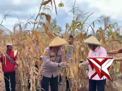 Panen raya jagung serentak polres maluku barat daya - PoliceTube