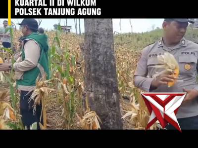 CE 7. ? Panen Raya Jagung Serentak Kuartal II ?