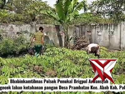Bhabinkamtibmas Polsek Penukal Cek Lahan Ketahanan Pangan di Desa Prambatan Bersama Warga