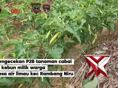 Pengecekan Pertumbuhan P2B