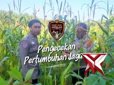 7. Bhabinkamtibmas Polsek Tungkal Jaya cek tanaman jagung