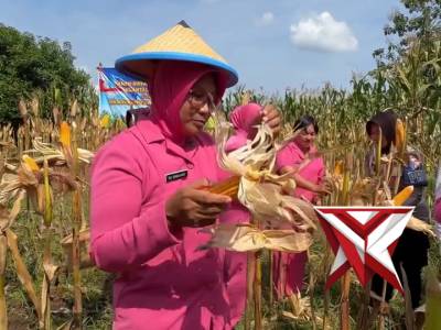 ? PANEN RAYA JAGUNG SERENTAK KUARTAL II 2026 ?

Semangat mendukung program ketahanan pangan nasion