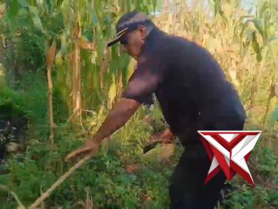 Polsek Ratu Agung Laksanakan Gotong Royong di Lahan Jagung Polsek Ratu Agung Kuartal III Tahun 2026