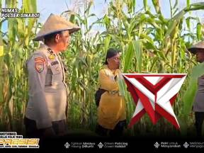 peninjauan lahan jagung ketapang polsek sinaboi