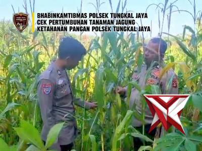 Pengecekan pertumbuhan jagung ?? - PoliceTube