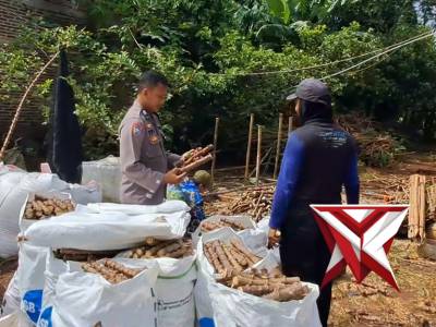 Bhabinkamtibmas Polsek Tersono Sambang Warga Panen Ketela, Wujud Kedekatan dengan Masyarakat - PoliceTube