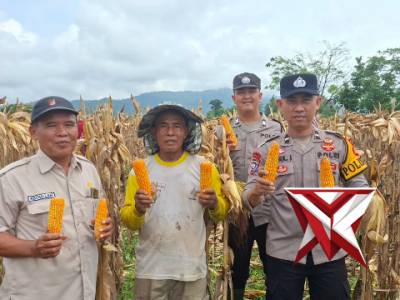 @ev3a_ PANEN JAGUNG