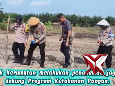 Polsek Kerumutan Melaksanakan Penanaman Jagung dukung Program Ketahanan Pangan
