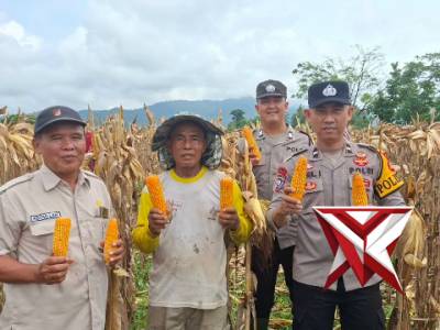 @ev3a_ PANEN JAGUNG