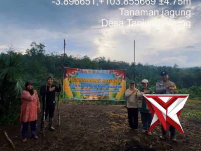 Mi 2
Bhabinkamtibmas Polsek Tanjung Agung melakukan penanaman benih jagung di desa binaan