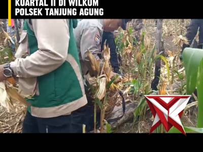 YH 4. ? Panen Raya Jagung Serentak Kuartal II ?